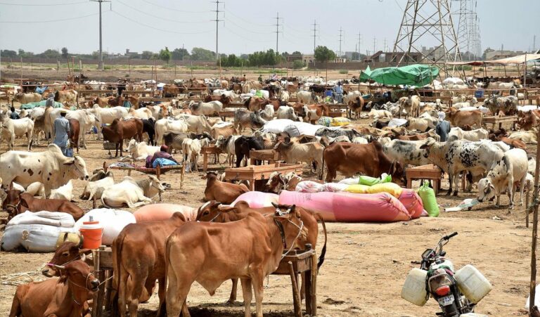 Cattle market re-auction fetches Rs110m