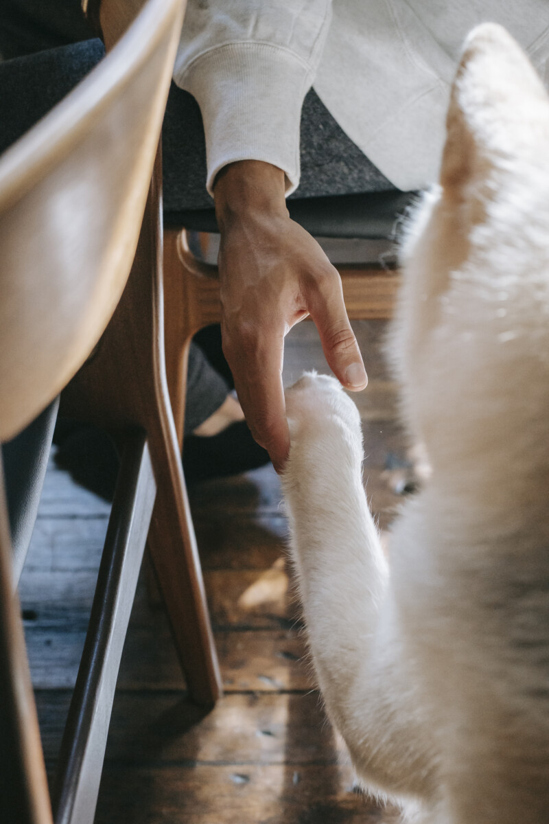 How To Wrap A Dogs Paw With Gauze