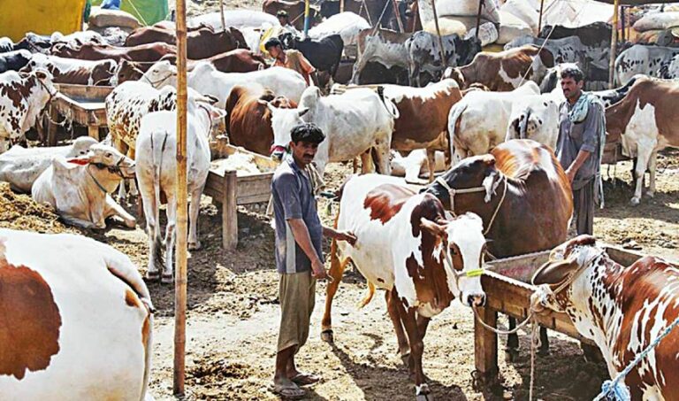 Islamabad’s Cattle Market Locations announced for Eid-ul Adha 2024