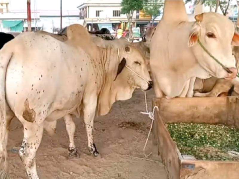 sacrificial animals at the cattle markets set up at bata chowk in rawalpindi ahead of eidul azha photo express file