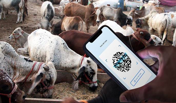 State Bank to simplify Eid ul-Azha Animal purchases with QR Code Payments