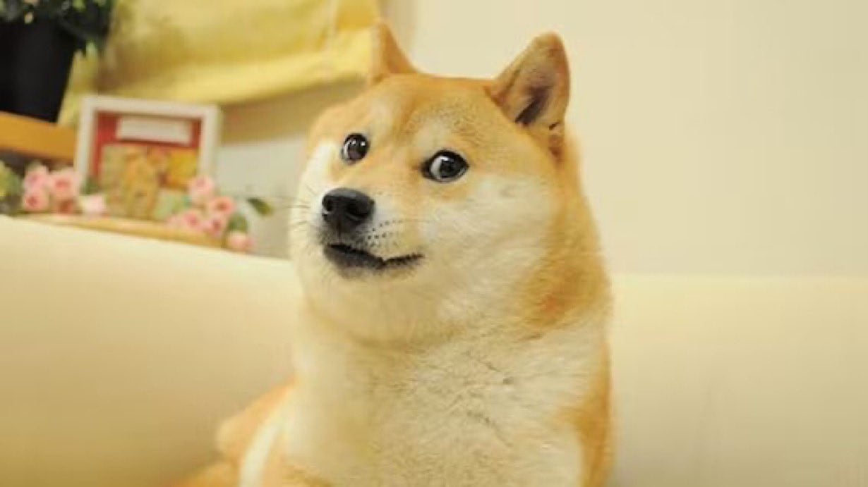 "Doge" meme Dog Kabosu has died at 18