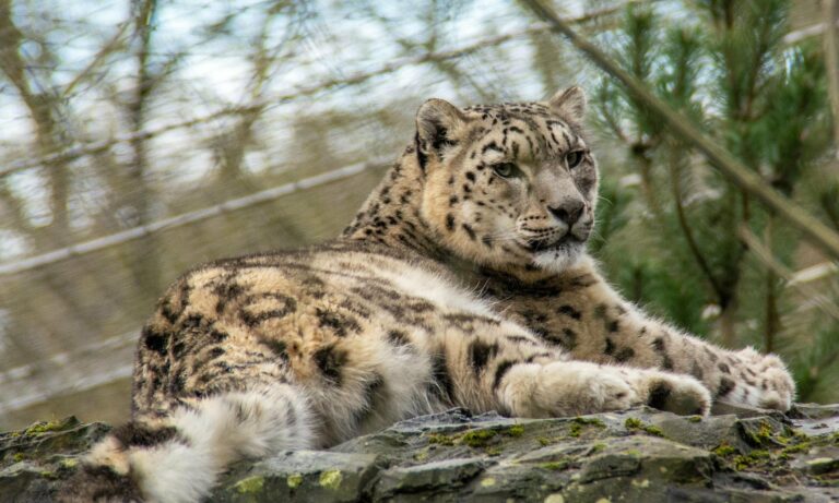 AJK authorities reportedly investigating leopard cub deaths after photo circulates on social media