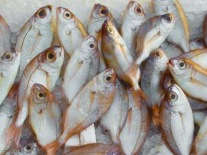 according to un report aquaculture surpasses firs time the marine catch from the wild photo pexel