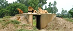 Islamabad all set to get state-of-the-art Wildlife Safari Park