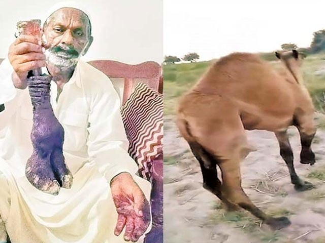 Landlord in Sanghar amputates camel's leg for trespassing