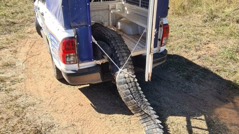 Residents of this town ended their crocodile problem by eating it