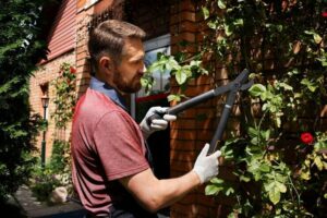 Safety Tips During Tree Removal And Trimming