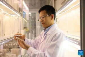 this file photo taken on dec 13 2023 shows wang guirong observing insects at the agricultural genomics institute at shenzhen under the chinese academy of agricultural sciences caas in shenzhen south china s guangdong province photo xinhua