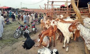 Sindh announces free goats for these people on Eidul Adha 2024; details inside