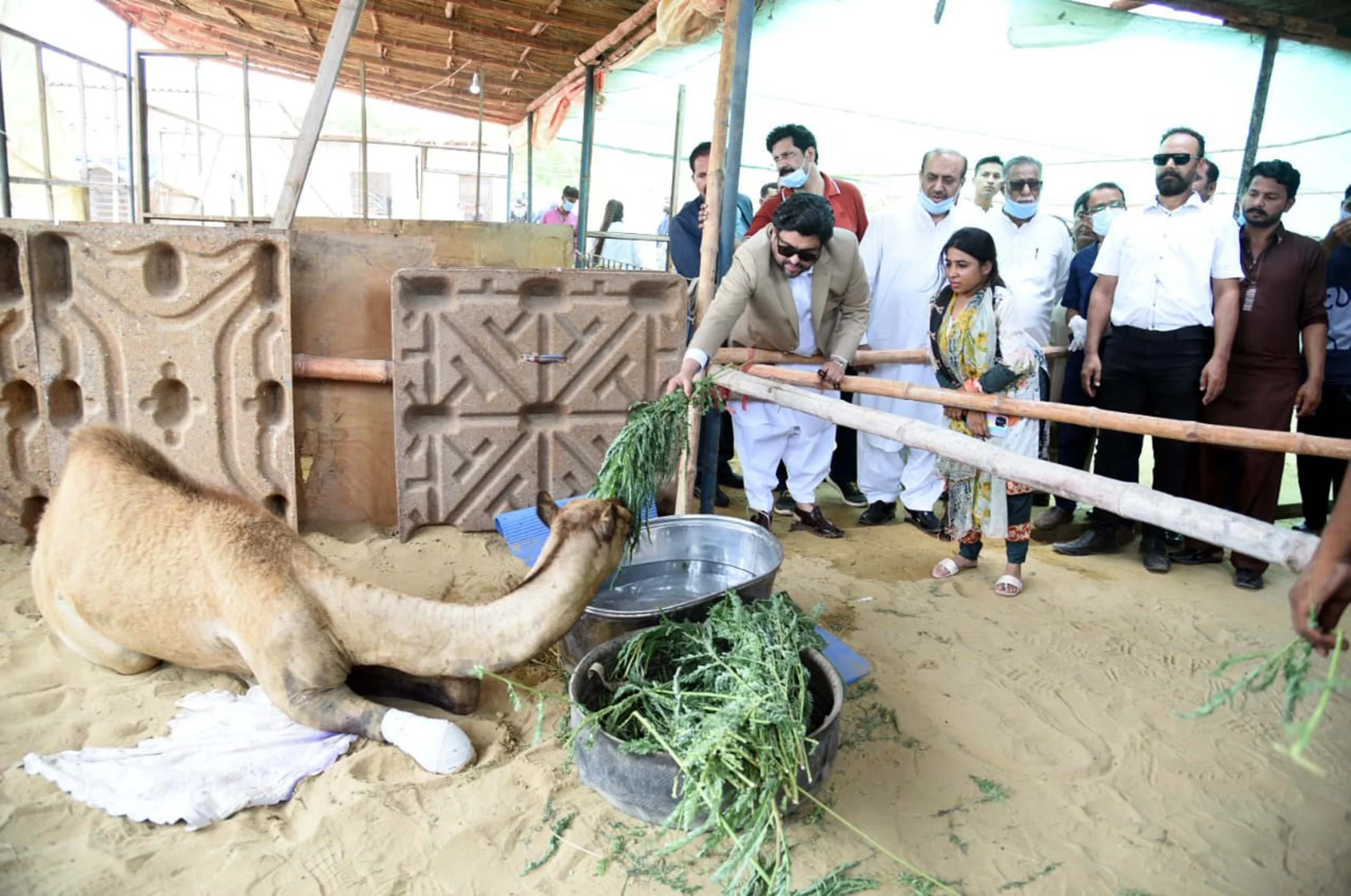 Tessori visits injured camel