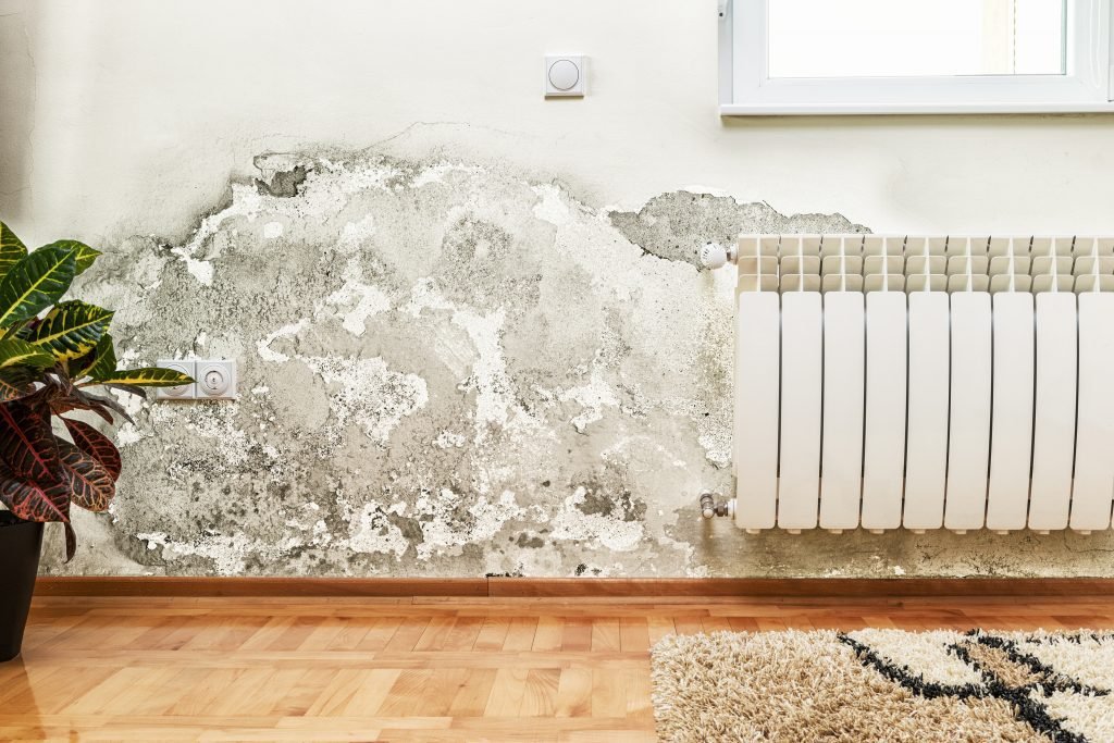 Understanding Damp and Mould: Investigation and Repair Tips